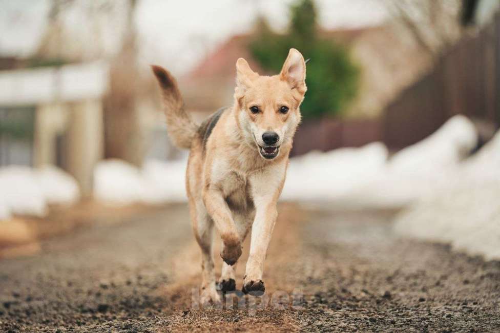 Собаки в Лосином-Петровском: Дакота валентинка в добрые руки Девочка, Бесплатно - фото 1