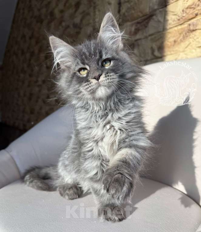 Кошки в Москве: Котенок мейн кун из питомника.  Мальчик, 80 000 руб. - фото 1