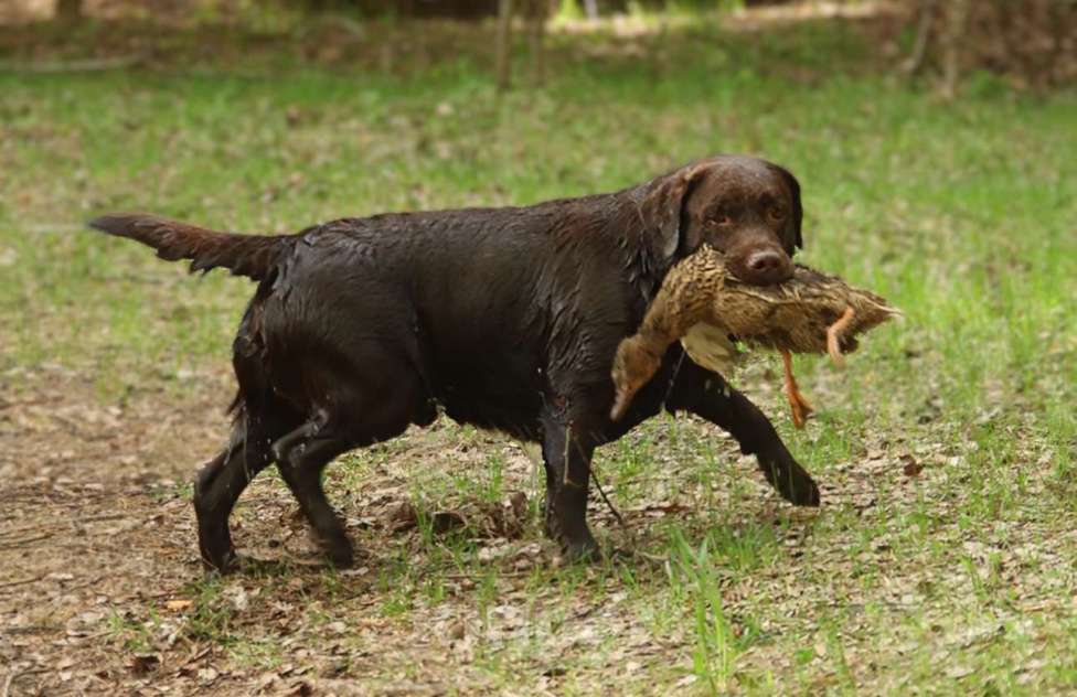 Собаки в Жуковском: Щенок лабрадора, РКФ Девочка, 65 000 руб. - фото 6