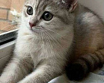 Кошки в Ульяновске: Британская золотая шиншилла Девочка, Бесплатно - фото 1