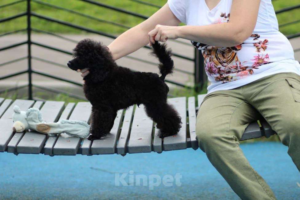 Собаки в Москве: Щенки пудели, 2 очаровательных мальчика Мальчик, Бесплатно - фото 3