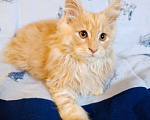 Кошки в Москве: Фавн Мальчик, 65 000 руб. - фото 4