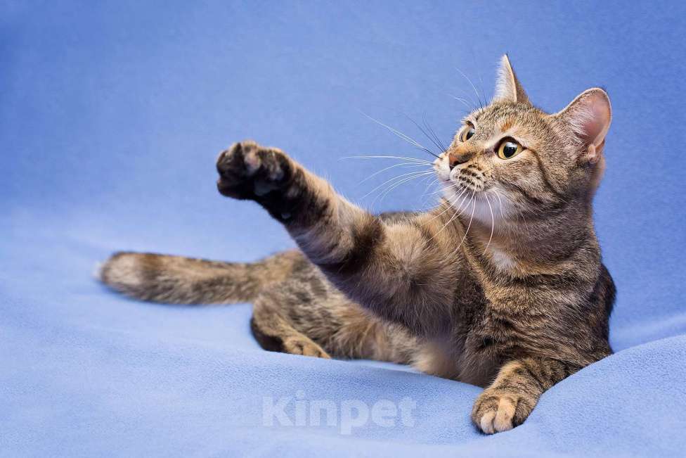 Кошки в Москве: Очаровательная полосатая кошечка Джуля в добрые руки Девочка, 1 руб. - фото 8