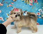 Собаки в Москве: Золотой йорк мини девочка бэби фейс Девочка, 85 000 руб. - фото 10