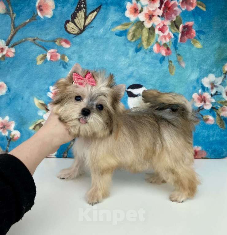 Собаки в Москве: Золотой йорк мини девочка бэби фейс Девочка, 85 000 руб. - фото 10