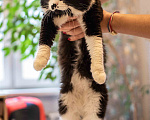 Кошки в Москве: Милан, кот - терапевт Мальчик, 100 руб. - фото 4