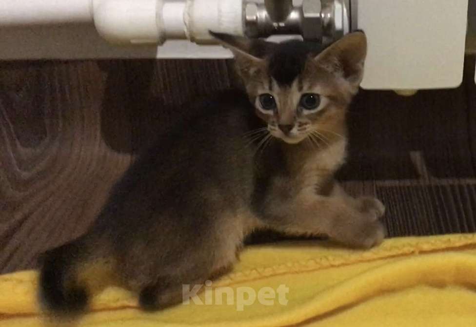 Кошки в Верее: Абиссинский чистокровный котенок Девочка, 30 000 руб. - фото 2