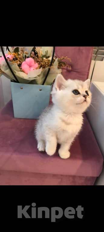 Кошки в Краснодаре: Шотландский котенок Девочка, 20 000 руб. - фото 2