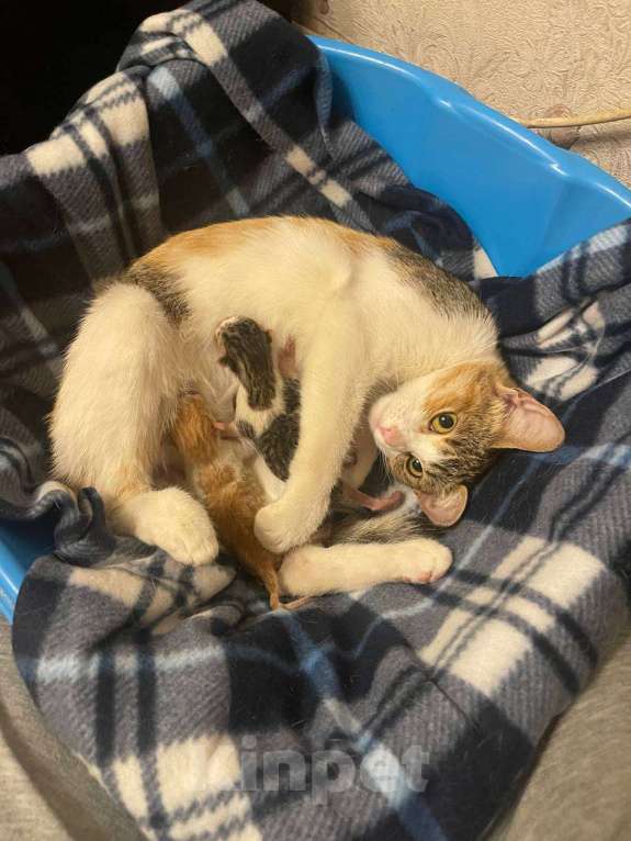 Кошки в Голицыно: Бело-рыжий мальчик Мальчик, Бесплатно - фото 2