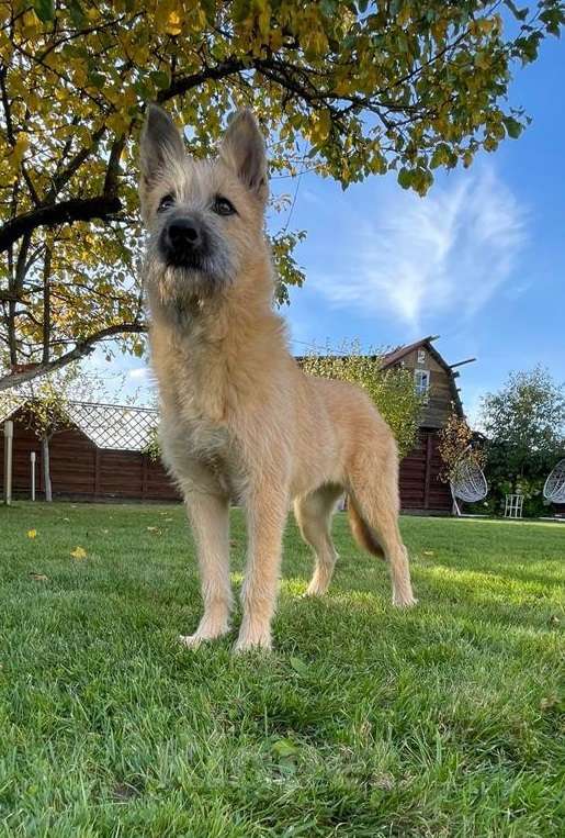 Собаки в Москве: Ника. Ребенком была домашней, а потом выкинули Девочка, 1 руб. - фото 3