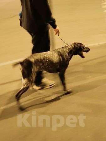 Собаки в Санкт-Петербурге: Собака в добрые руки Мальчик, Бесплатно - фото 4