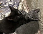 Кошки в Шатуре: Котенок в добрые руки Мальчик, Бесплатно - фото 2