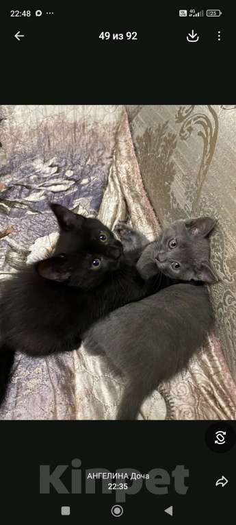 Кошки в Шатуре: Котенок в добрые руки Мальчик, Бесплатно - фото 2