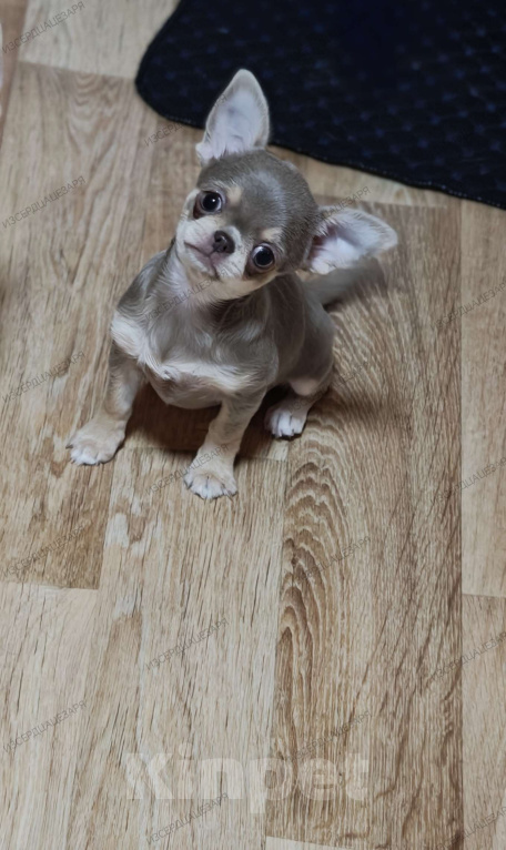 Собаки в Москве: Девочка лилового окраса Девочка, 65 000 руб. - фото 1