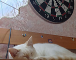 Кошки в Омске: котенок Мальчик, 1 руб. - фото 3