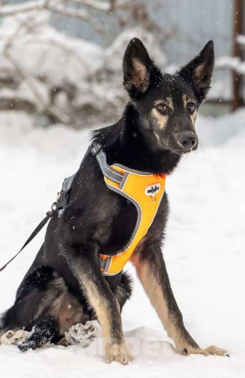 Собаки в Москве: Ищем дом для Гросса Мальчик, Бесплатно - фото 3