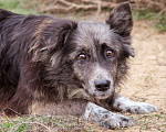 Собаки в Москве: Метис бордер-колли. Агата, 5 лет Девочка, Бесплатно - фото 7