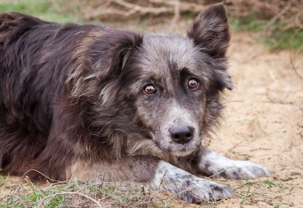 Собаки в Москве: Метис бордер-колли. Агата, 5 лет Девочка, Бесплатно - фото 7