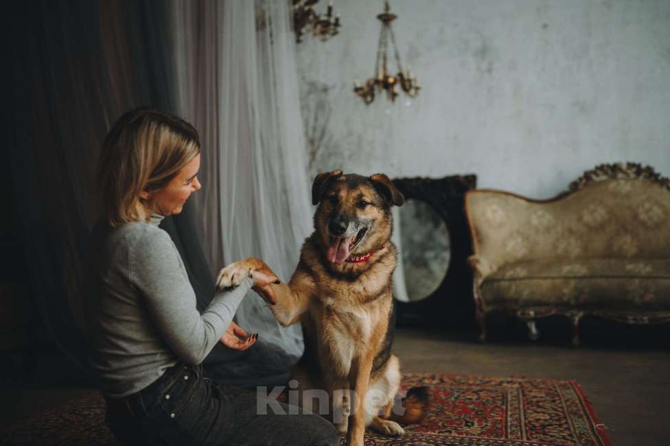 Собаки в Москве: Супер Бро ищет дом Мальчик, Бесплатно - фото 5