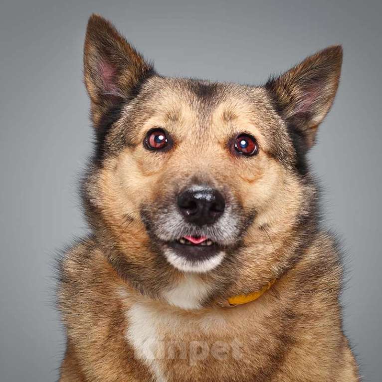 Собаки в Москве: Лана Девочка, Бесплатно - фото 4