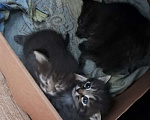 Кошки в Казани: Отдам котят в добрые руки 🐾 Девочка, Бесплатно - фото 2