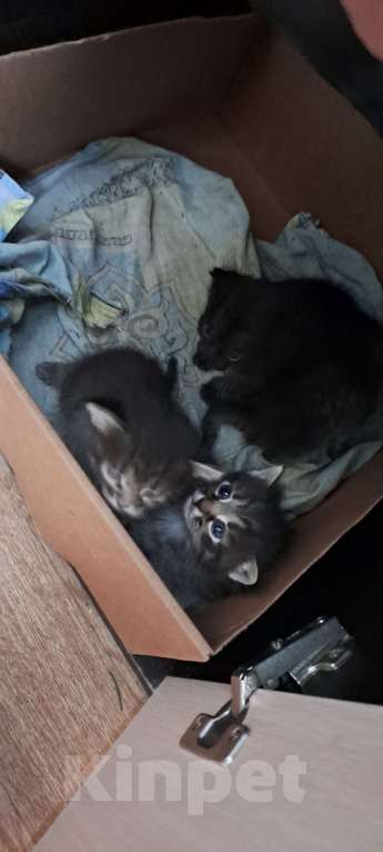 Кошки в Казани: Отдам котят в добрые руки 🐾 Девочка, Бесплатно - фото 2