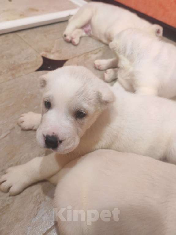 Собаки в Краснодаре: Привитые с документами щенки среднеазитской овчарки. От родителей чемпионов Разнополые, Бесплатно - фото 2