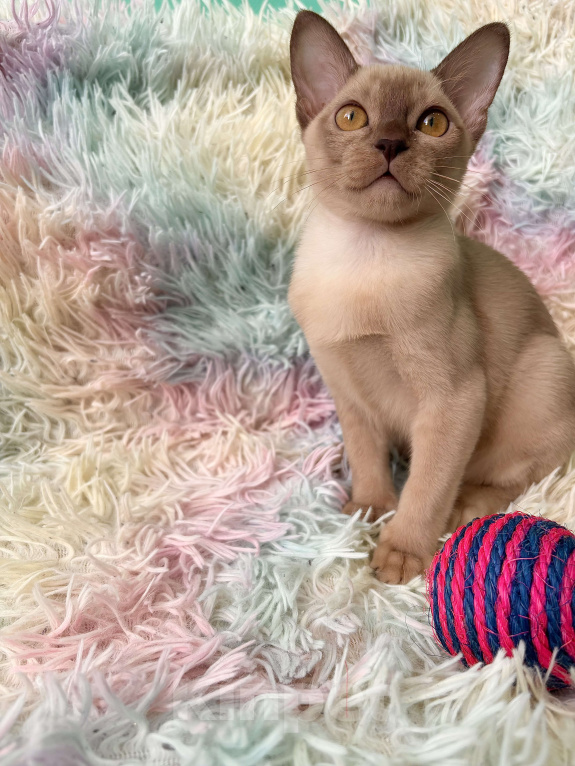 Кошки в Москве: Бурманские котята Девочка, 60 000 руб. - фото 5