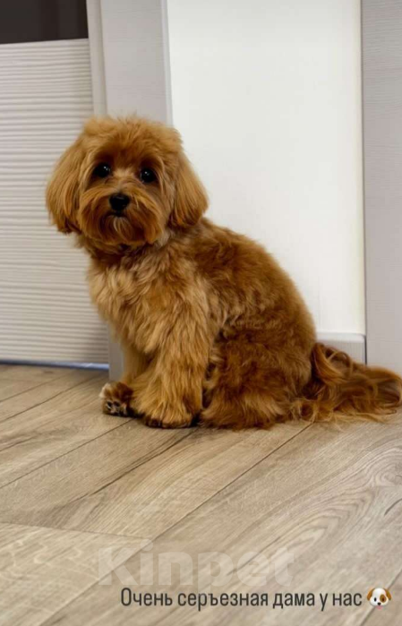 Собаки в Барнауле: Мальтипу f1  Девочка, 100 000 руб. - фото 4