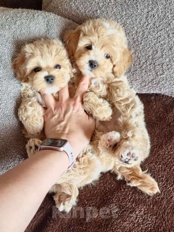 Собаки в Самаре: Девочка  Девочка, 140 000 руб. - фото 7