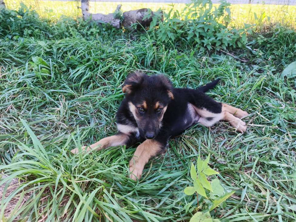 Собаки в других городах Приморского края: Щенки немецкой овчарки Мальчик, 15 000 руб. - фото 3