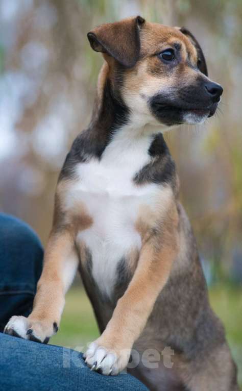 Собаки в Москве: Нала - нежность в двойном размере Девочка, Бесплатно - фото 4