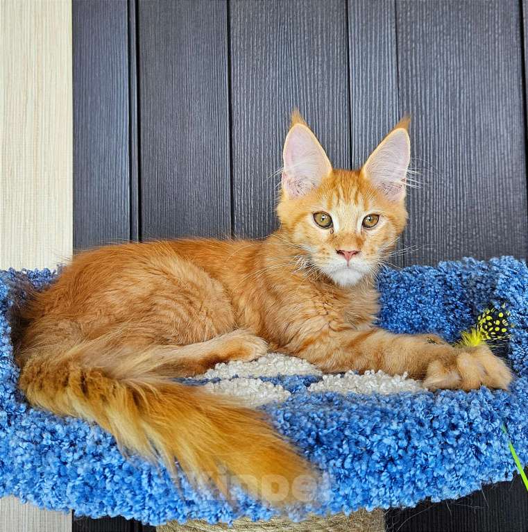 Кошки в других городах Московской области: Котенок Мейн-кун Мальчик, 40 000 руб. - фото 5