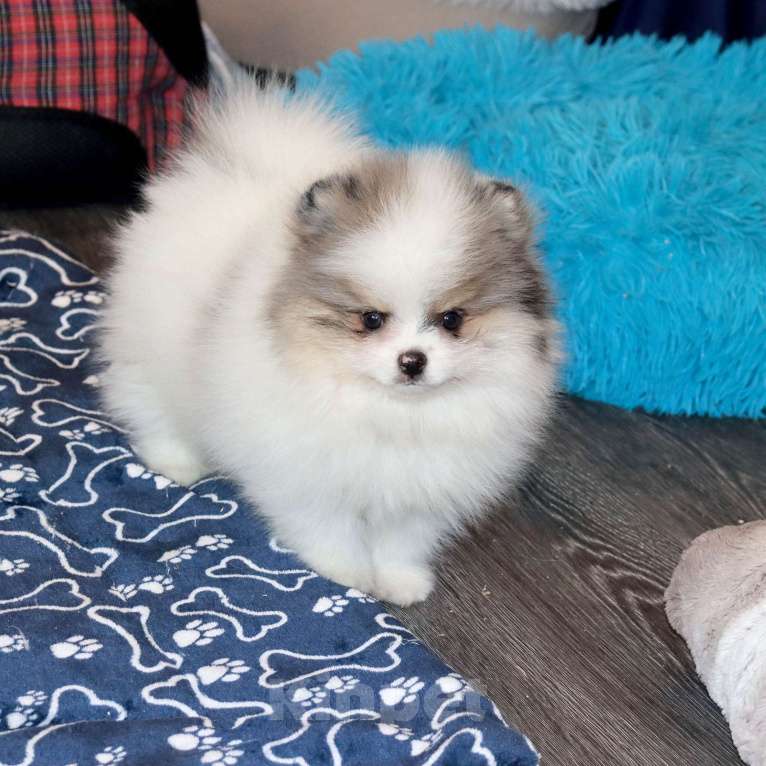 Собаки в Москве: Экcклюзивный красавчик шпица Мальчик, Бесплатно - фото 1