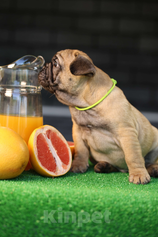 Собаки в Москве: Французский бульдог щенок Мальчик, 50 000 руб. - фото 3