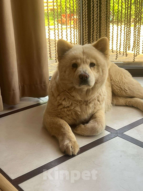 Собаки в Аксае: Волонтерская собака Мишель Чау-чау Девочка, 20 000 руб. - фото 8