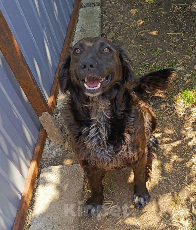 Собаки в Москве: Метис спаниеля в дом или вольер Мальчик, Бесплатно - фото 2