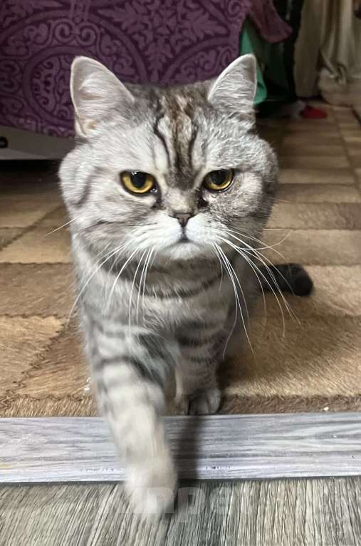 Кошки в Люберцах: Отдам в хорошую семью Девочка, Бесплатно - фото 2