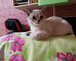 Кошки в Балашихе: Британские котята  Девочка, 10 000 руб. - фото 3