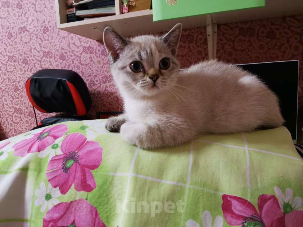 Кошки в Балашихе: Британские котята  Девочка, 10 000 руб. - фото 3