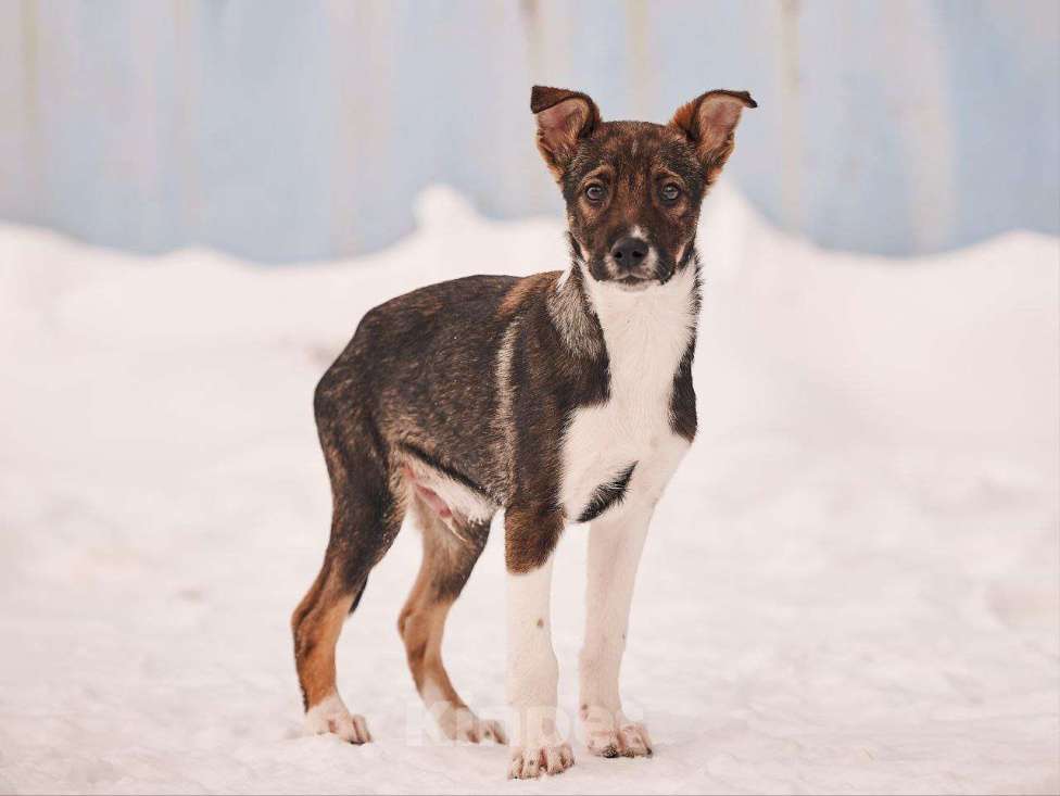 Собаки в других городах Московской области: Лионель якутенок Мальчик, Бесплатно - фото 2