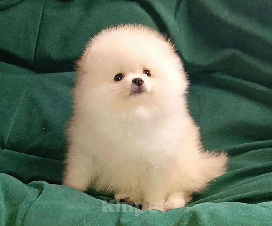 Собаки в Москве: Померанский шпиц, кремовая мини девочка Девочка, 27 000 руб. - фото 1