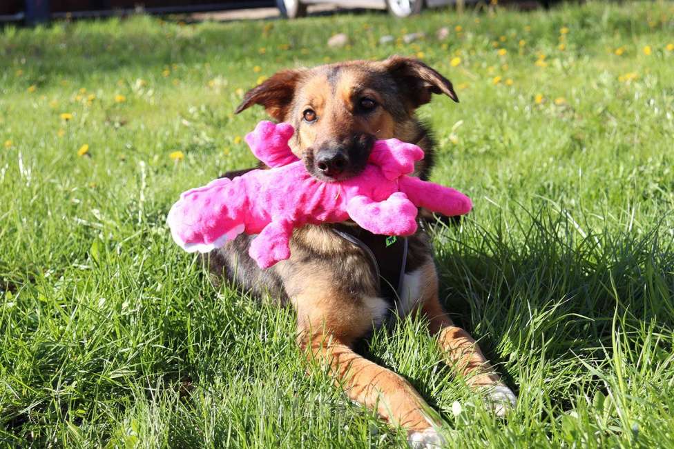 Собаки в Москве: Фиби - собака мечты Девочка, Бесплатно - фото 3