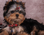 Собаки в Москве: Йоркширский терьер курносый красавец Оливер РКФ. Мальчик, 55 000 руб. - фото 1