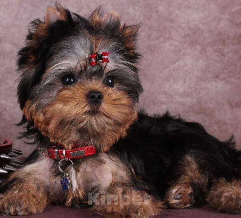 Собаки в Москве: Йоркширский терьер курносый красавец Оливер РКФ. Мальчик, 55 000 руб. - фото 1