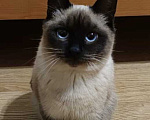 Кошки в Москве: Сиамский котенок Урмас в добрые руки Мальчик, 1 руб. - фото 3