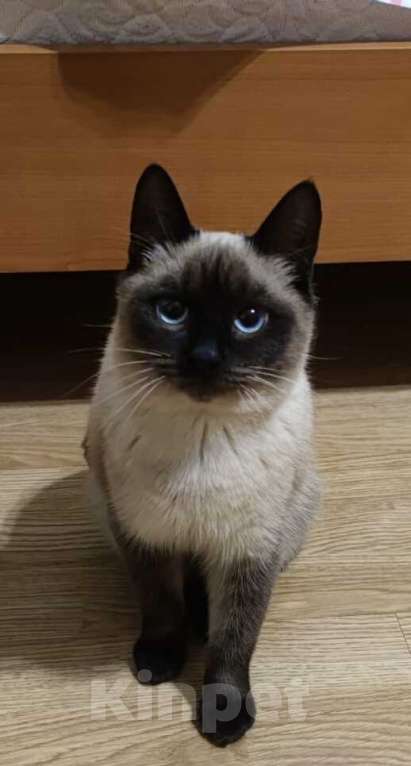 Кошки в Москве: Сиамский котенок Урмас в добрые руки Мальчик, 1 руб. - фото 3