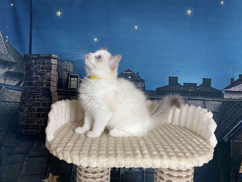 Кошки в Санкт-Петербурге: Котята рэгдолл Девочка, 65 000 руб. - фото 2