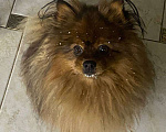 Собаки в Подольске: Потеряли собаку Мальчик, 10 000 руб. - фото 5