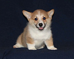 Собаки в Электростали: Очаровательная девушка вельш корги пемброк в любящую семью Девочка, 40 000 руб. - фото 1